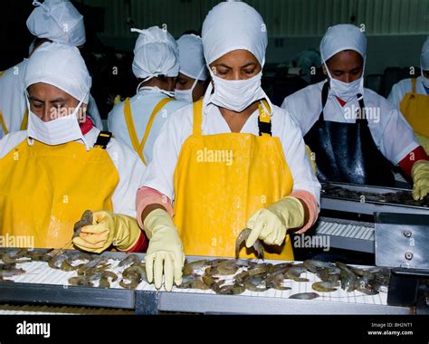 Shrimp factory - 